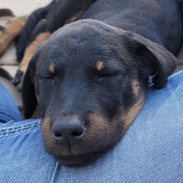 Beaucerons from Highside