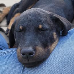 Beaucerons from Highside