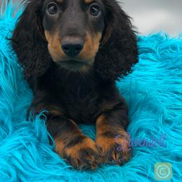 Dachshund Puppies from Lavendell Dachshunds