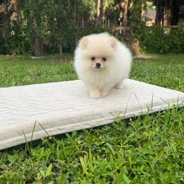Pomeranian puppies from 🤎 Dreaming Puppies 🐶