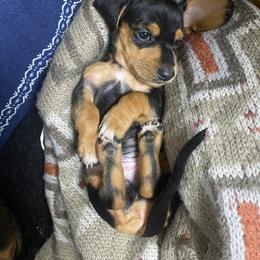 Dachshund Puppies from Yellowstone Dachshunds
