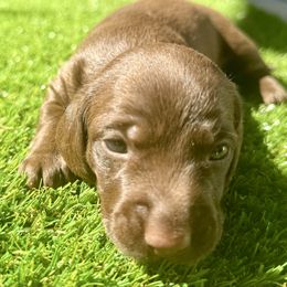 Taco - Chocolate male Dachshund puppy in Orlando, Florida from Weiner Wunderland of Central Florida