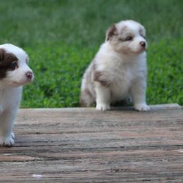 Australian Shepherd Puppies from Starlit Grove Australian Shepherds