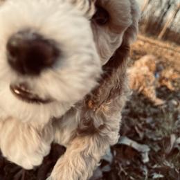 Goldendoodle Puppies from Graystone Doodles