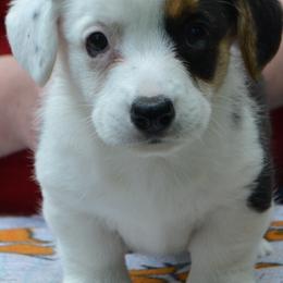 Cardigan Welsh Corgi Puppies from Dragonfly Cardigan Welsh Corgis