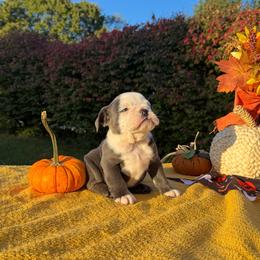 Hazel - Blue tri-color female Bulldog puppy in Hopkins, Missouri from Mowry Creek Mini Aussiedoodles and More