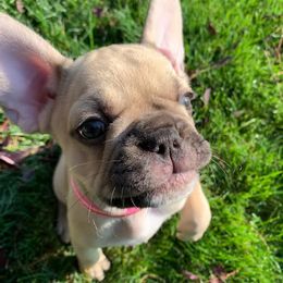 French Bulldogs from Diamond Frenchies of Idaho