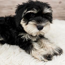 Grey Collar - Black and silver male Miniature Schnauzer puppy in Houston, Texas from Silver Paw Ranch