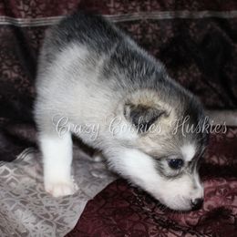 Siberian Husky Puppies from Crazy Cookies Huskies