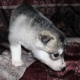 Siberian Husky Puppies from Crazy Cookies Huskies
