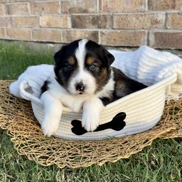 Australian Shepherd Puppies from Aussome Okie Aussies