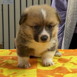 Boy 2 - Red male Pembroke Welsh Corgi puppy in Moulton, Alabama from Reed's Pembroke Corgi Welsh