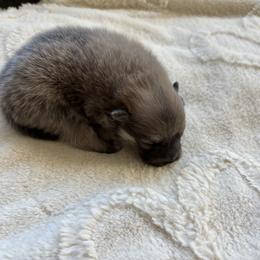 Silver - Wolf sable male Pomeranian puppy in Ladera Ranch, California from Tinkerpoms