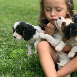 Cavalier King Charles Spaniels from One Big Cavy Family