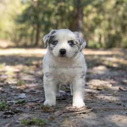 Australian Shepherd, Miniature Australian Shepherd, and Toy Australian Shepherd Puppies from Indigo River Toy & Mini Aussies