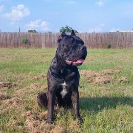 Dewey - Cane Corso