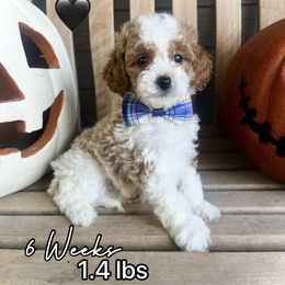 Bud - White male Cavapoo puppy in Runaway Bay, Texas from Green Ranch Doodles