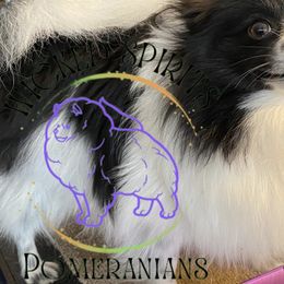 Piggy - Pomeranian
