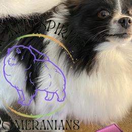 Piggy - Pomeranian