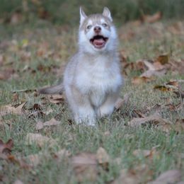 Shiba Inu and Siberian Husky Puppies from Mirage Siberians