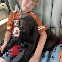 Chesapeake Bay Retriever Puppies from KBar Chesapeakes