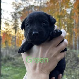 Green - Black male Labrador Retriever puppy in Lawton, Michigan from DuckAlly Kennel