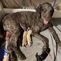 Bernedoodle Puppies from Bruce and Emma Doodles