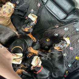 Doberman Pinscher Puppies from Aaliyah’s Dobies