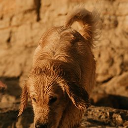 Golden Retrievers from Winter Hazel Golden Retrievers