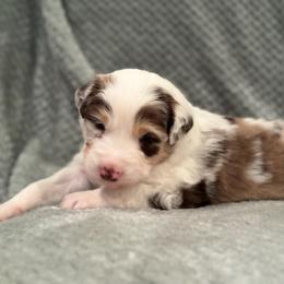 Miniature Australian Shepherd Puppies from Duncan’s Miniature Australian Shepherds