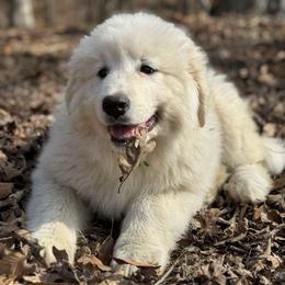 Great Pyrenees Puppies from Natalie Hnatkiv