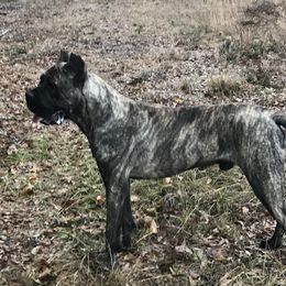 Pablo  - Cane Corso