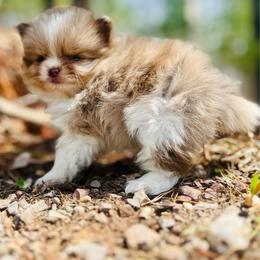 Churro - Chocolate merle male Pomeranian puppy in Buck Valley, Pennsylvania from Buck Valley Pomeranians