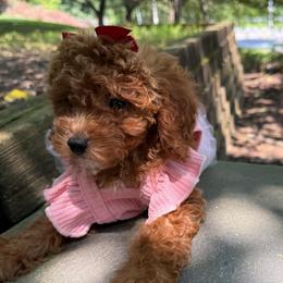Lyla - Red  female Poodle puppy in Germantown, Maryland from Honey Blossom Doodles