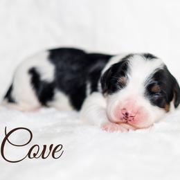 Cove - Black and white male Bernedoodle puppy in Gilbert, Arizona from Safe Havynn Doodles