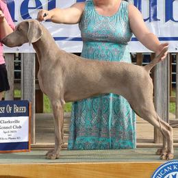 Weimaraner puppies from Willow Ridge Kennel