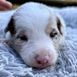 Bacon - Red merle male Border Collie puppy in East Ellijay, Georgia from Nine Peaks Border Collies