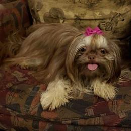 Atoya - Shih Tzu