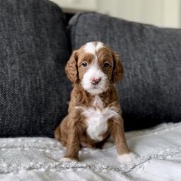 Lily - Red  female Goldendoodle puppy in St George, Utah from Doodle Bears of Southern Utah
