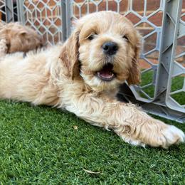 Olaf - Red roan male Cockapoo puppy in Williamston, South Carolina from Sassy Bob’s Dogs