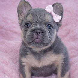 Sterling - Tricolors female French Bulldog puppy in Maplewood, New Jersey from Poos&Bulls Keepsake