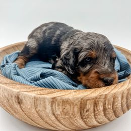 Goldendoodle Puppies from Posh Paws Puppies