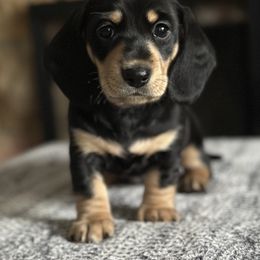 Dachshund Puppies from Southern Sash Doxies