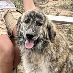 Asriel - Colorado Mountain Dog