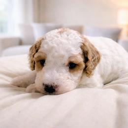 Cupid - Parti male Goldendoodle puppy in Pittsburg, Texas from Grace Springs Goldendoodles
