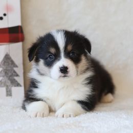 Anchor - Black and tan male Pembroke Welsh Corgi puppy in Morgantown, Pennsylvania from Goldstar Puppies (License Number 18519)