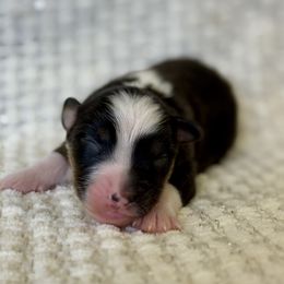 Stubbs - Black tri-color male Australian Shepherd puppy in Ashland, Ohio from SS Australian Shepherds