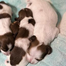 Girl 2 - Piebald female Dachshund puppy in Fayetteville, West Virginia from Loop Creek Dachshunds