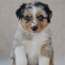 Brooke - Blue merle female Australian Shepherd puppy in Aberdeen, North Carolina from Huckleberry Hill Aussies LLC.