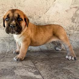 Orange Collar - Chestnut brindle male Cane Corso puppy in Catawba, North Carolina from Catawba Cane Corso